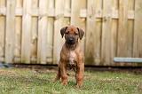 RODESIAN RIDGEBACK 240